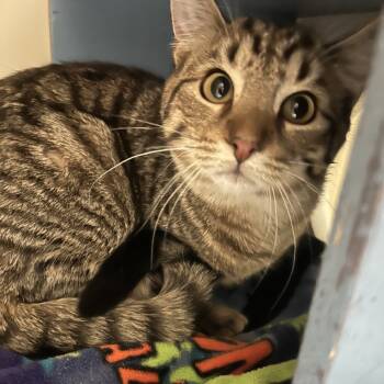 Rescue Domestic Short Hair Cats for Adoption in Pittsburgh, Pennsylvania - Fritter | PetCurious