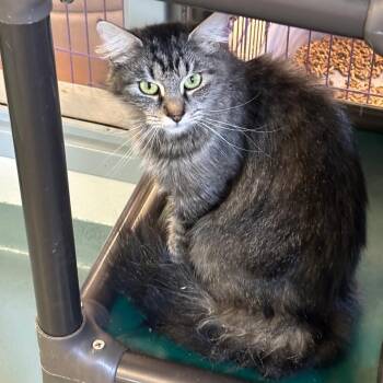 Tiny -  Domestic Long Hair Cat for Adoption in New York, New York - Tiny | PetCurious
