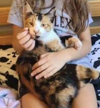 Rescue Domestic Short Hair Cats for Adoption in Lewis Center, Ohio - Precious | PetCurious