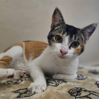 Domestic Short Hair Cats Available for Adoption - Heather | PetCurious