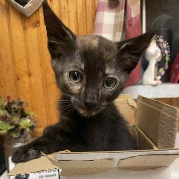 Domestic Short Hair Cats Available for Adoption in Hemet, California - Penny | PetCurious