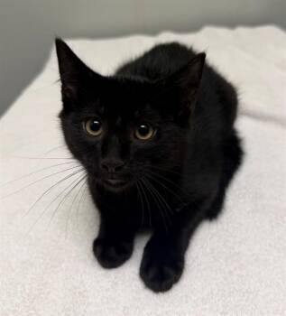 SPRITE -  Domestic Short Hair Cat for Adoption in Leesburg, Virginia - SPRITE | PetCurious