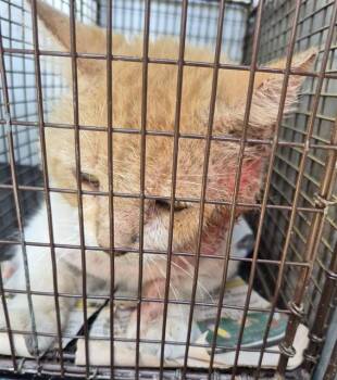 Rescue Domestic Medium Hair Cats for Adoption in San Antonio, Texas - DAKOTA | PetCurious