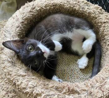 Cady -  Domestic Short Hair Cat for Adoption in Hudson, New Hampshire - Cady | PetCurious