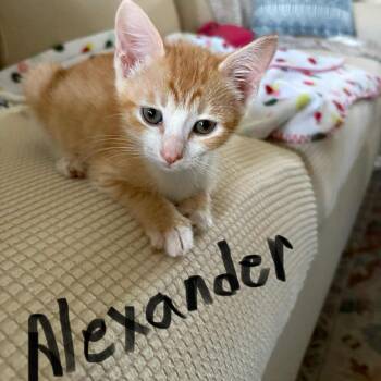 Rescue Domestic Short Hair Cats for Adoption in Myrtle Beach, South Carolina - Alexander - In Foster Home | PetCurious