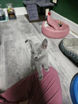 Rescue Domestic Short Hair Cats for Adoption in Loogootee, Indiana - Violet | PetCurious