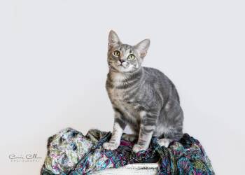 Kelly -  Domestic Short Hair Cat for Adoption in Birmingham, Alabama - Kelly | PetCurious