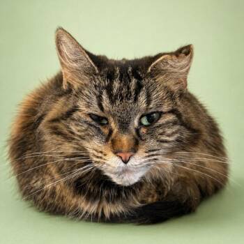 Envy -  Domestic Long Hair Cat for Adoption in Salt Lake City, Utah - Envy | PetCurious