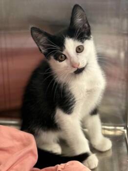 Aang -  Domestic Short Hair Cat for Adoption in West Chester, Pennsylvania - Aang | PetCurious