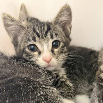 Carlita -  Domestic Short Hair Cat for Adoption in Los Angeles, California - Carlita | PetCurious