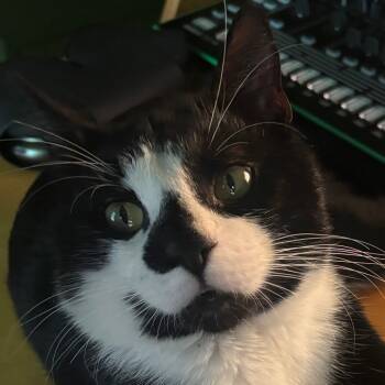 Rescue Domestic Short Hair Cats for Adoption in Reisterstown, Maryland - Pepita | PetCurious