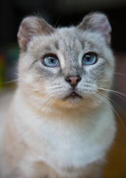 Rescue Siamese and Domestic Short Hair Cats for Adoption in Chicago, Illinois - Ami | PetCurious