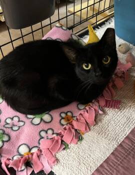 Norma -  Domestic Short Hair Cat for Adoption in Blasdell, New York - Norma | PetCurious