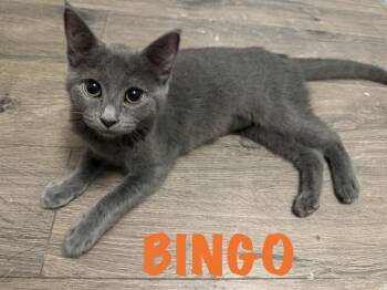 Bingo -  Domestic Short Hair Cat for Adoption in West Mifflin, Pennsylvania - Bingo | PetCurious