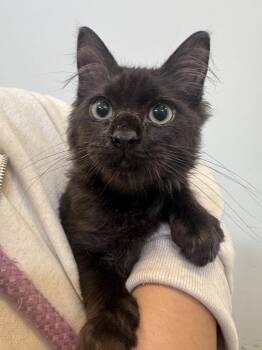 Kade -  Domestic Medium Hair Cat for Adoption in Hilton Head Island, South Carolina - Kade | PetCurious