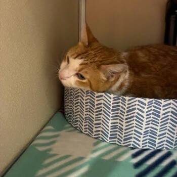 Rudy -  Domestic Short Hair Cat for Adoption in Jeffersonville, Indiana - Rudy | PetCurious