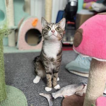 Rescue Domestic Short Hair Cats for Adoption - Virginia | PetCurious