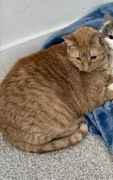 Domestic Medium Hair and Domestic Short Hair Cats Available for Adoption in Fort Worth, Texas - Bubs | PetCurious