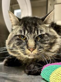 Robin -  Domestic Medium Hair Cat for Adoption in Wichita, Kansas - Robin | PetCurious