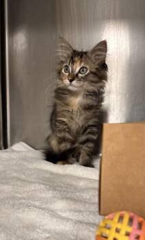 Topaz -  Domestic Medium Hair and Domestic Short Hair Cat for Adoption in Roseville, California - Topaz | PetCurious