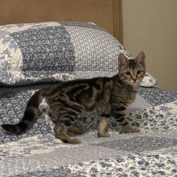 Domestic Short Hair Cats Available for Adoption - Niall | PetCurious