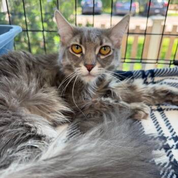 Domestic Long Hair Cats Available for Adoption in Riverwoods, Illinois - Freesia | PetCurious