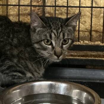 Ernie -  Domestic Short Hair Cat for Adoption in Durant, Oklahoma - Ernie | PetCurious