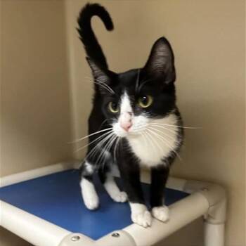 Cinderella -  Domestic Short Hair Cat for Adoption in Mooresville, North Carolina - Cinderella | PetCurious
