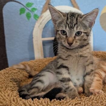 Rescue Domestic Short Hair Cats for Adoption in San Antonio, Texas - Ash | PetCurious
