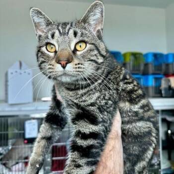Domestic Short Hair Cats Available for Adoption in Matteson, Illinois - Phil Harmonica | PetCurious