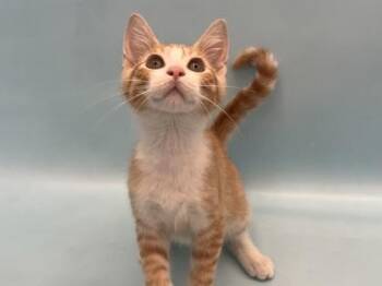 Squash -  Domestic Short Hair Cat for Adoption in Golden Valley, Minnesota - Squash | PetCurious