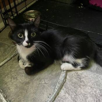Princess -  Domestic Short Hair Cat for Adoption in Harrisonburg, Virginia - Princess | PetCurious