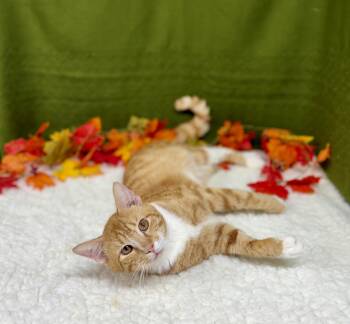 Rescue Domestic Short Hair Cats for Adoption in Upper Sandusky, Ohio - Hisenburg | PetCurious