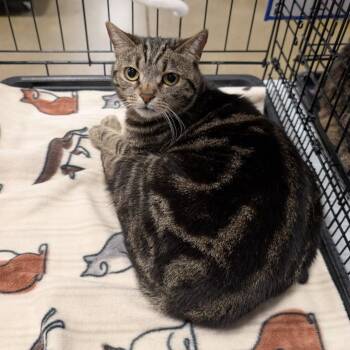 Domestic Short Hair and Tabby Cats Available for Adoption in Cincinnati, Ohio - Koda | PetCurious