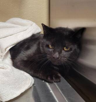 Domestic Short Hair Cats Available for Adoption - Bagheera | PetCurious