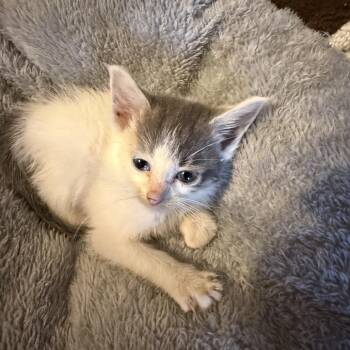 Bubbles -  Domestic Short Hair Cat for Adoption in Bentonville, Arkansas - Bubbles | PetCurious
