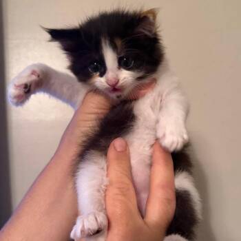 Shell -  Domestic Long Hair Cat for Adoption in Winchester, Virginia - Shell | PetCurious