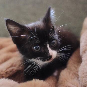 Lulo -  Domestic Short Hair Cat for Adoption in Durham, North Carolina - Lulo | PetCurious