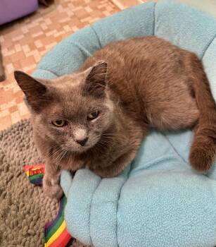 Bluebelle (Russian blue) see video -  Russian Blue Cat Available for Adoption in Port Orange, Florida - Bluebelle (Russian Blue) See Video | PetCurious