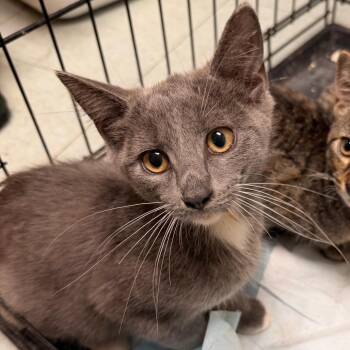 Newbie -  Domestic Short Hair Cat for Adoption in Philadelphia, Pennsylvania - Newbie | PetCurious