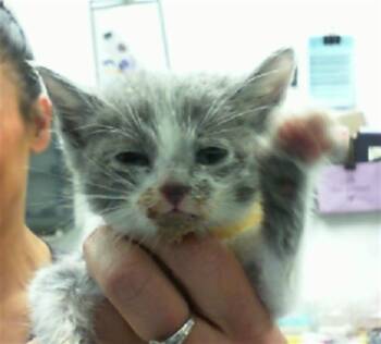 Domestic Medium Hair and Domestic Short Hair Cats Available for Adoption in Albuquerque, New Mexico - HANSEL | PetCurious