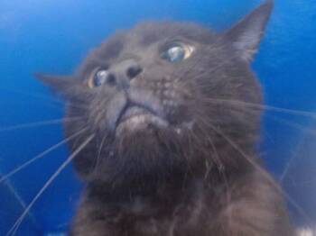 Domestic Short Hair Cats Available for Adoption - FURREST GUMP | PetCurious