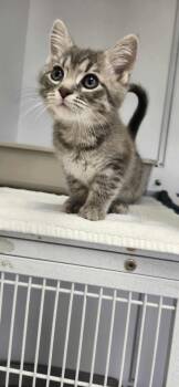 Domestic Short Hair Cats Available for Adoption - Edmond | PetCurious