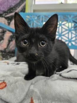 McCrispy -  Domestic Short Hair Cat for Adoption in Savannah, Georgia - McCrispy | PetCurious