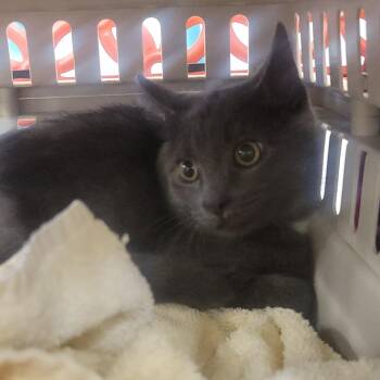 Window Smasher -  Domestic Short Hair Cat for Adoption in Wheeling, Illinois - Window Smasher | PetCurious