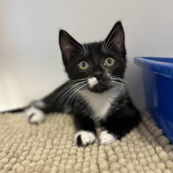 Panda -  American Shorthair Cat for Adoption in Hull, Massachusetts - Panda | PetCurious