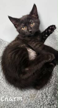 Domestic Short Hair Cats Available for Adoption in Chambersburg, Pennsylvania - Charm | PetCurious