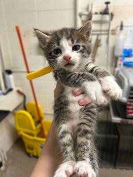 Now -  Domestic Short Hair Cat for Adoption in Fruit Heights, Utah - Now | PetCurious