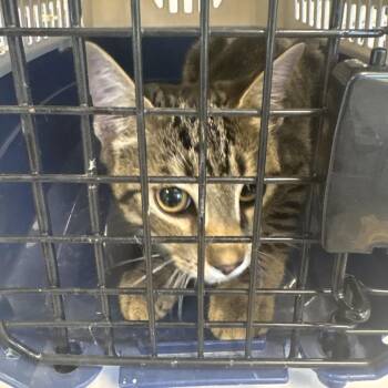 Elizabeth -  Domestic Short Hair Cat for Adoption in West Palm Beach, Florida - Elizabeth | PetCurious