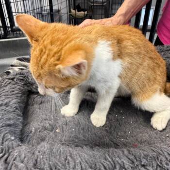 Copper -  Domestic Short Hair Cat for Adoption in Carroll, Iowa - Copper | PetCurious